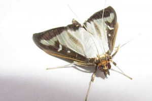 Sugal fire - небезпечний шкідник, проникнув кубань Sugal fire - небезпечний шкідник, проникнув кубань